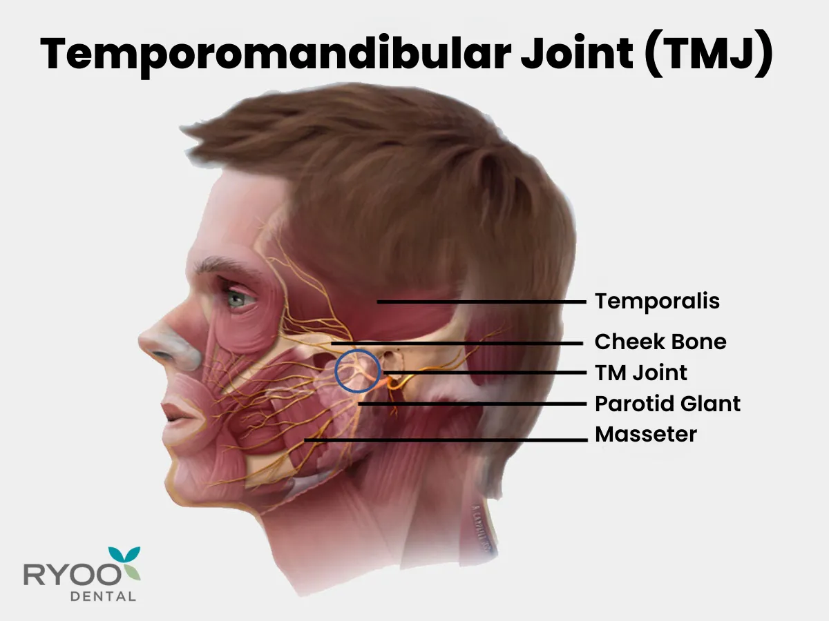 Temporomandibular Joint (TMJ)