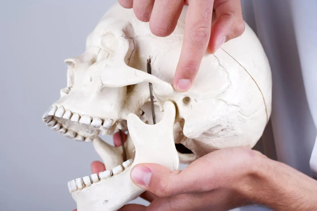 temporomandibular joint